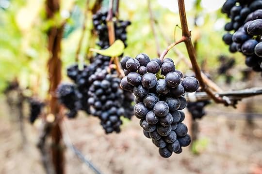 pinot noir grapes red car wine