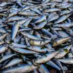 photo of pile of fish