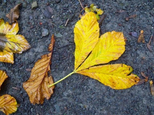 grey and golden leaf