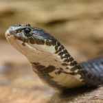 black and white snake on brown soil