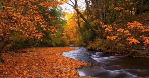 May be an image of tree and nature