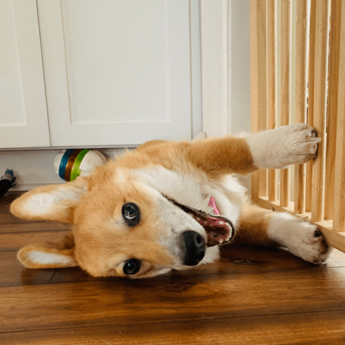 Cowboy the corgi puppy