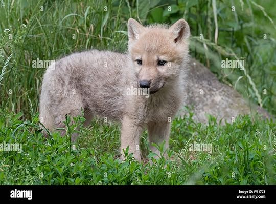 Arctic wolf pup Stock Photo - Alamy