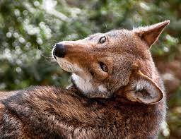 NatureServe - Is that a coyote? No, it's a wolf! #InternationalWolfDay The red wolf (Canis rufus) has often been mistaken for coyotes, which can lead to human-caused mortalities that exacerbate the already