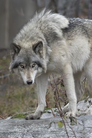 Canadian Timber Wolf | Timber wolf, Wolf dog, Wolf spirit animal