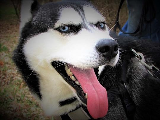 May be a closeup of 1 person and dog