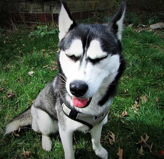 May be an image of dog and outdoors