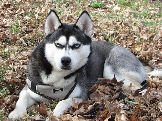 May be an image of 1 person, dog and outdoors