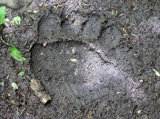 Brown bear paw print