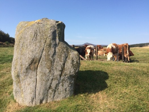 cows at Easter Aquorthies