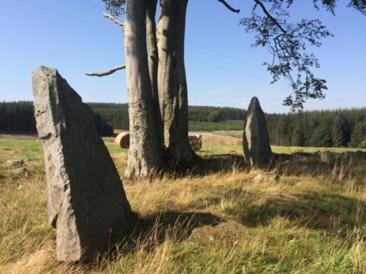 Stones and trees