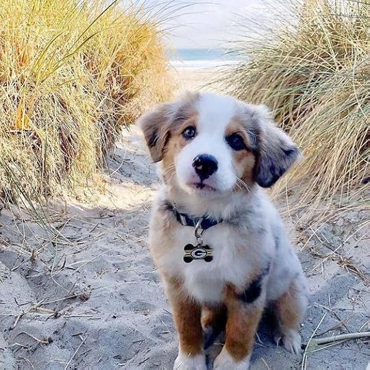 Australian Shepherd Puppies: Cute Pictures And Facts - DogTime | Cute little puppies, Cute baby dogs, Cute animals