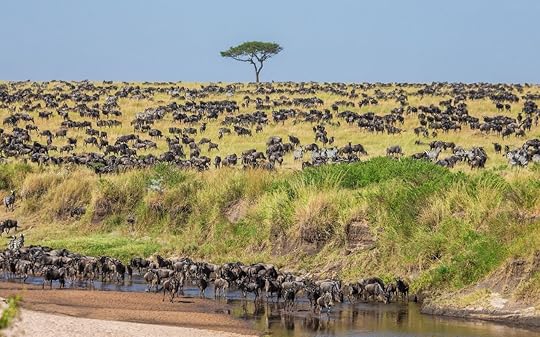 Big group of wildebeests in the savannah crosses a small river. Great Migration. Kenya. 