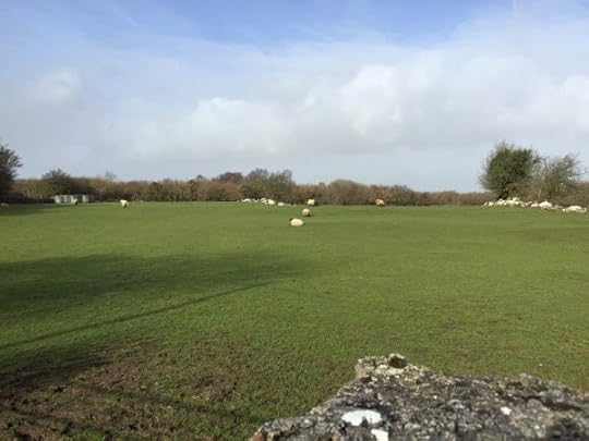 Sheep grazing in a field.