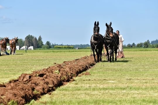 mules-pull-plow