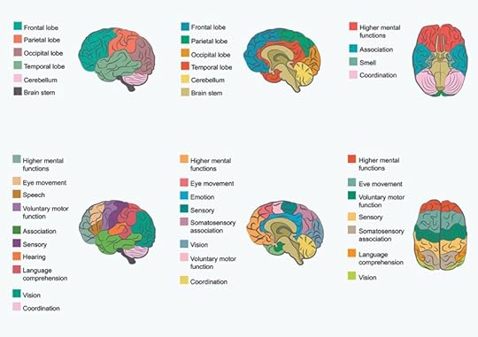 Several color-coded diagrams mapping different areas of the brain and the abilities they control or affect. Modern imaging techniques have helped us learn more about dyslexia and the reading brain.