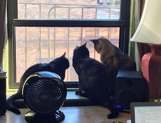 Cats in the Window