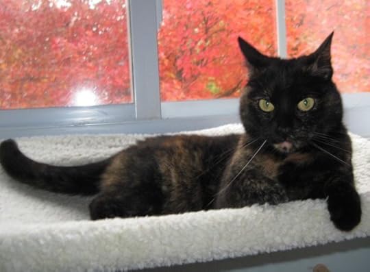 tortoiseshell-cat-maple-tree
