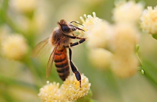 honey bee with yellow flower