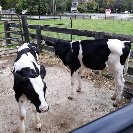 Two black and white calves standing in a fenced in pen, one facing towards you.