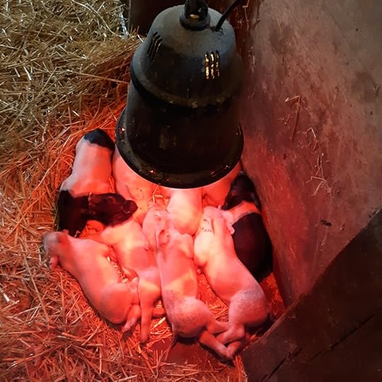 Nine baby pigs huddle together on the hay under a red lamp. One is black, one pink and black, the others pink