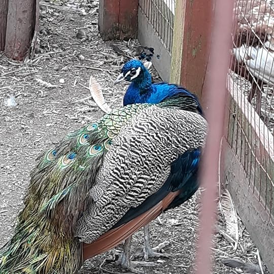 A cobalt blue male peacock lifts his head from picking at his eye feathers.