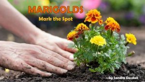 Marigolds Mark the Spot