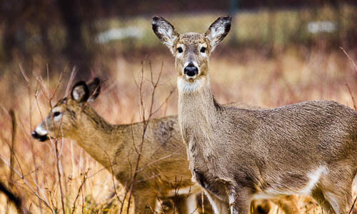 White-tailed Deer | Chesapeake Bay Program