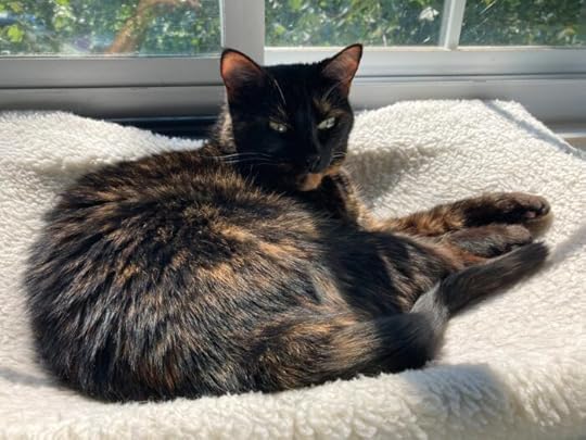 Allegra-window-perch