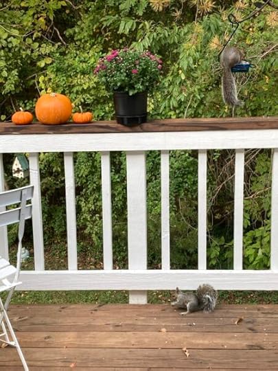 pumpkins-squirrels