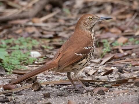 Brown Thrasher Identification, All About Birds, Cornell Lab of Ornithology