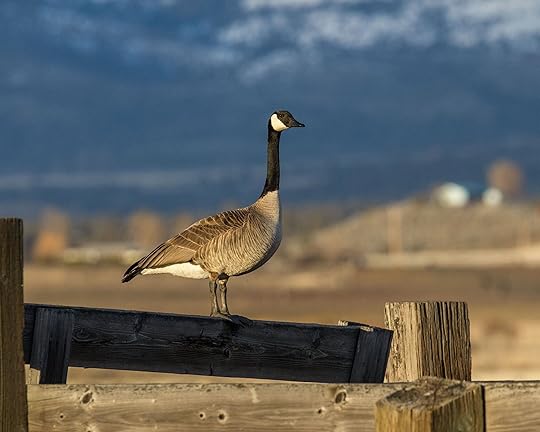 Federal Duck Stamps