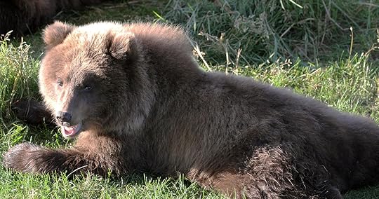 First-ever winner of Fat Bear Junior