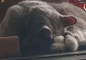 gray cat hiding behind paws nesting