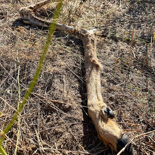 coyote-gnawed-deer-leg