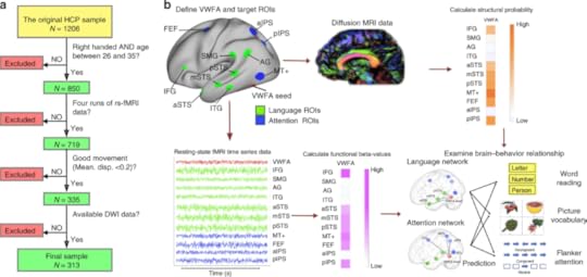 A series of diagrams, graphs, and flowcharts depicting the brain and brain functions. The highlight is a diagram of the brain depicting activity in the visual word form area of the brain and the correlations between language and attention in those areas. Dyslexia and the visual brain.