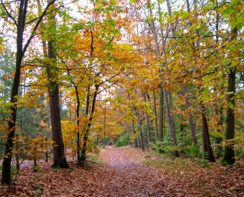 Zondagmiddag Wandeling door Landgoed Pijnenburg en de Utrechtse Heuvelrug