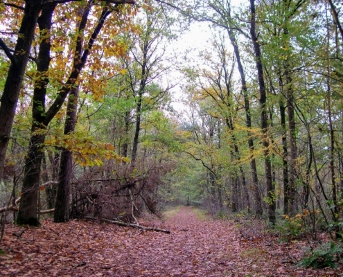 Zondagmiddag Wandeling door Landgoed Pijnenburg en de Utrechtse Heuvelrug