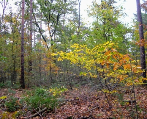 Zondagmiddag Wandeling door Landgoed Pijnenburg en de Utrechtse Heuvelrug