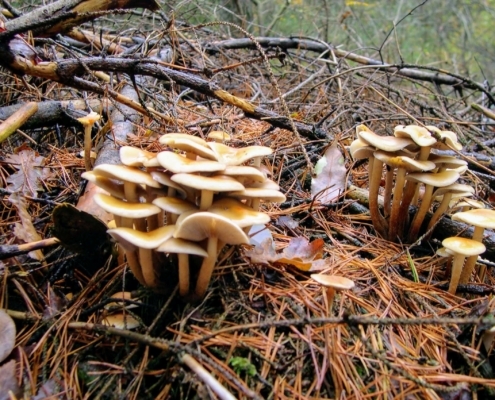 Zondagmiddag Wandeling door Landgoed Pijnenburg en de Utrechtse Heuvelrug
