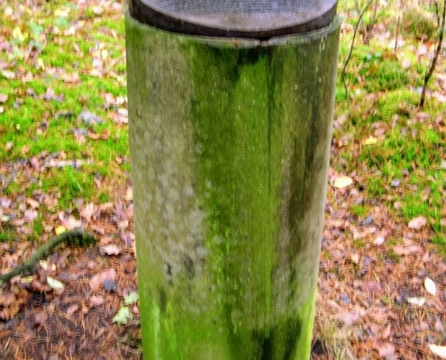 Zondagmiddag Wandeling door Landgoed Pijnenburg en de Utrechtse Heuvelrug