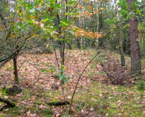 Zondagmiddag Wandeling door Landgoed Pijnenburg en de Utrechtse Heuvelrug