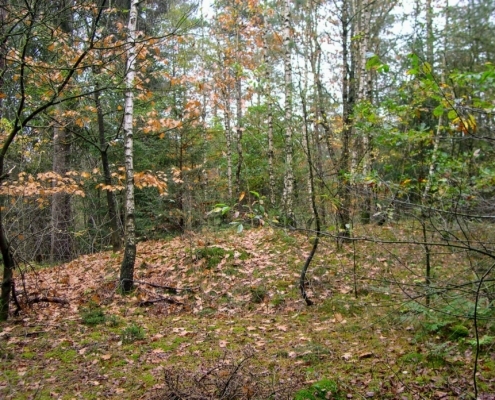 Zondagmiddag Wandeling door Landgoed Pijnenburg en de Utrechtse Heuvelrug