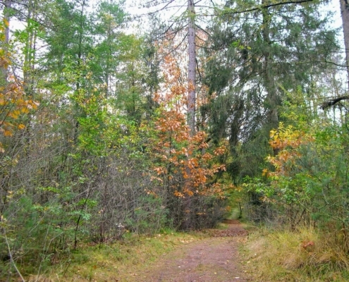 Zondagmiddag Wandeling door Landgoed Pijnenburg en de Utrechtse Heuvelrug