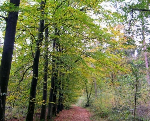 Zondagmiddag Wandeling door Landgoed Pijnenburg en de Utrechtse Heuvelrug
