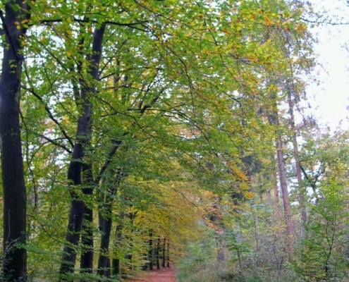 Zondagmiddag Wandeling door Landgoed Pijnenburg en de Utrechtse Heuvelrug