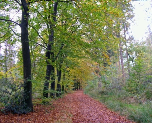 Zondagmiddag Wandeling door Landgoed Pijnenburg en de Utrechtse Heuvelrug