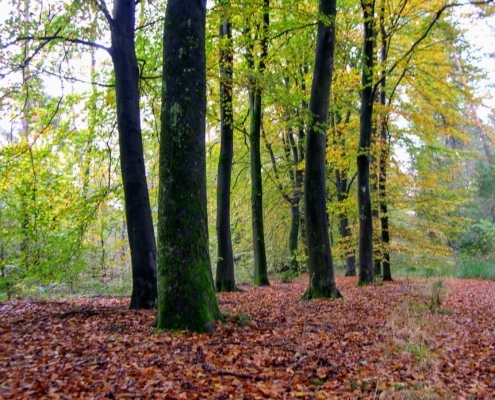 Zondagmiddag Wandeling door Landgoed Pijnenburg en de Utrechtse Heuvelrug