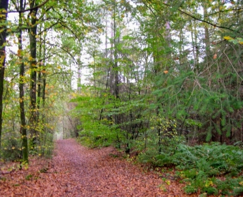 Zondagmiddag Wandeling door Landgoed Pijnenburg en de Utrechtse Heuvelrug