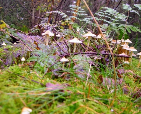 Zondagmiddag Wandeling door Landgoed Pijnenburg en de Utrechtse Heuvelrug